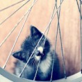 /album/galerie-photos/chaton-gris-blanc-jpg/